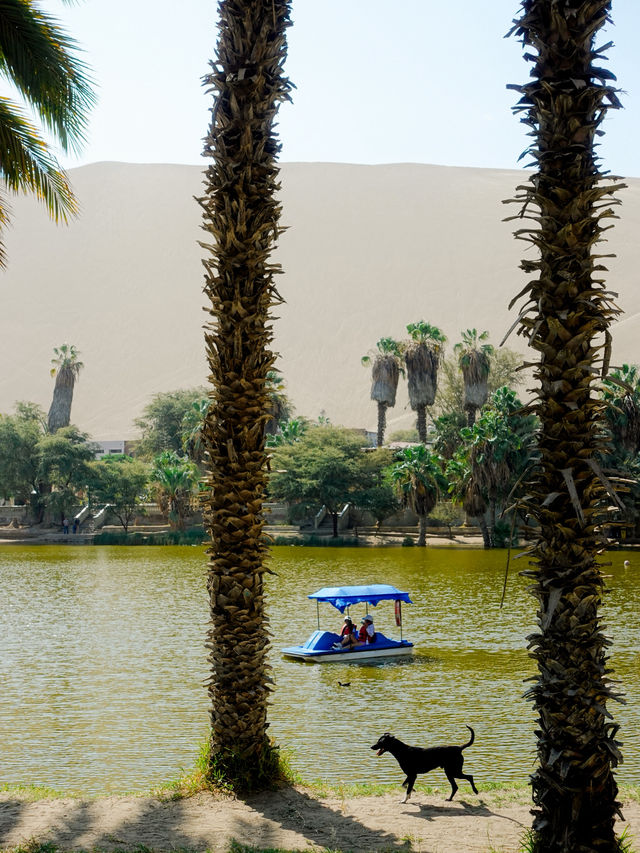 砂漠のオアシス🏜️ワカチナ🇵🇪