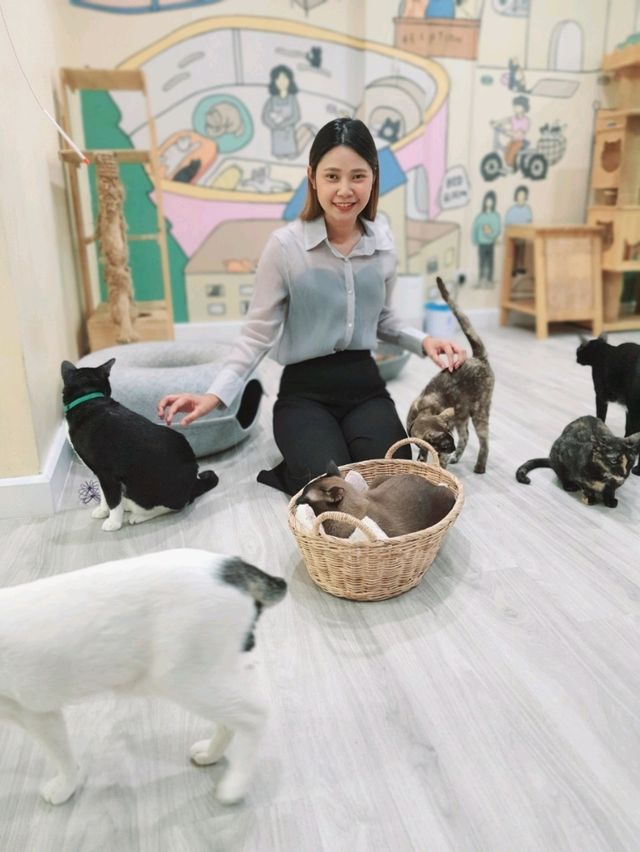 Catster by Kingdomoftigers พระประแดง