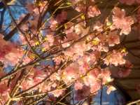 교토(Kyoto) ザ リビングルーム(리빙룸 카페) 桜アフタヌーンティー(사쿠라 애프터눈티)