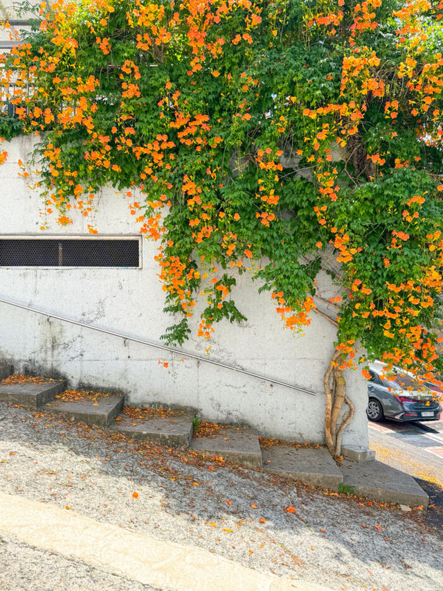 주황빛 여름 능소화로 물드는 거제 보광사🧡