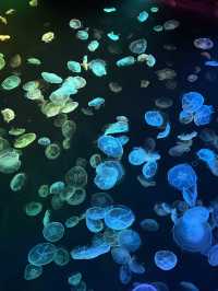 Sumida Aquarium🐠