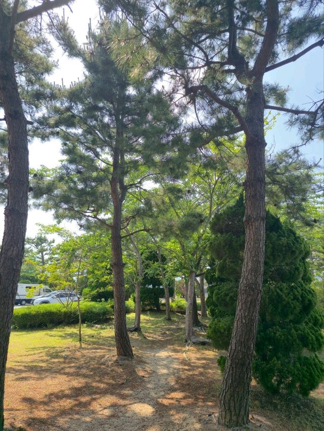 국내여행 속초의 거대호수 영랑호와 산책길