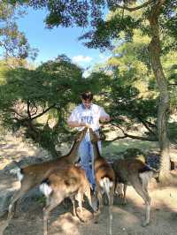 นารา 1 Day Trip – ไปหากวางกันเถอะ