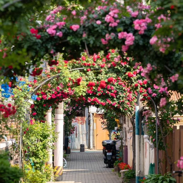 Secret Blooms in Cheonho-dong: Seoul’s Hidden Floral Alley Revealed!** 🌸📸