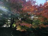 夜楓點燈絕美之東京六義園