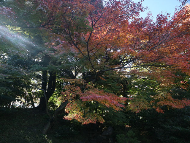 夜楓點燈絕美之東京六義園