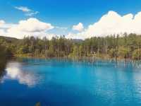 Shirogane Blue Pond: Hokkaido’s Mystical Chromatic Wonder – A Solo Traveler’s Dream"** 🔵🌲