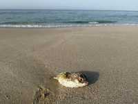 Magical Turtle Sanctuary & Coastal