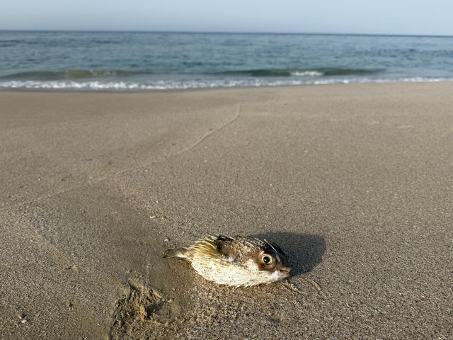 Magical Turtle Sanctuary & Coastal
