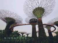 🌟 Supertree Grove – สิงคโปร์ 🌳✨