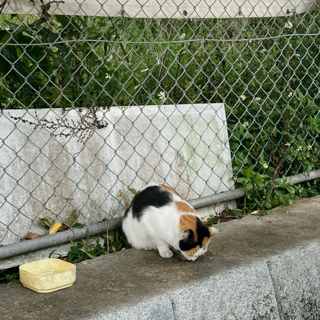 Soul of Okinawa - Kokusai Dori, Naha City