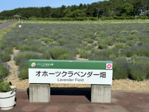 北海道流氷公園ラベンダー畑