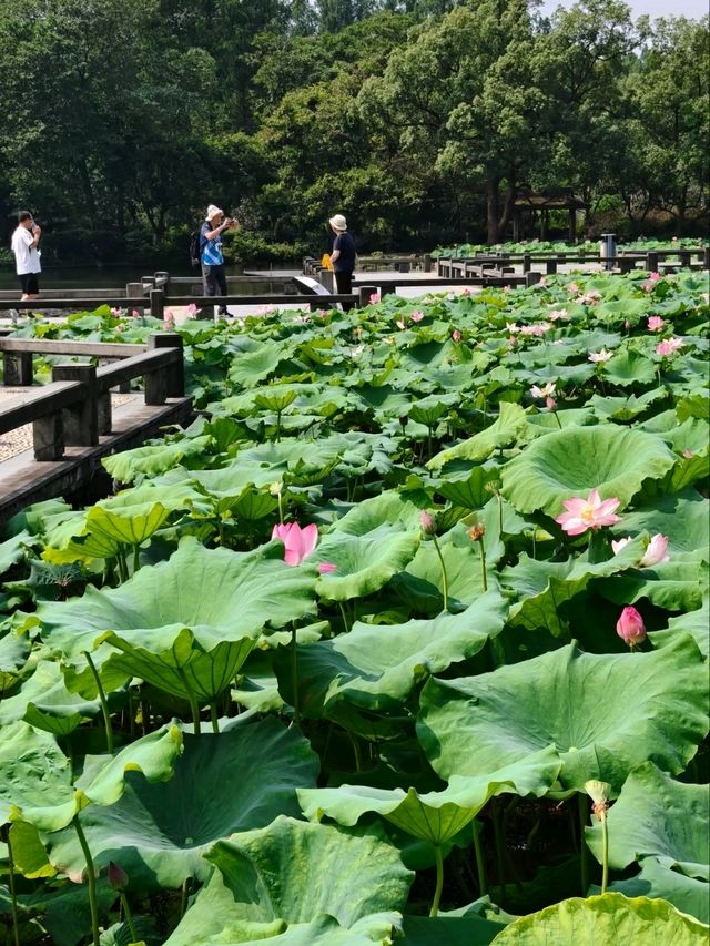 Quyuan Fenghe– Hangzhou’s Legendary Lotus Paradise