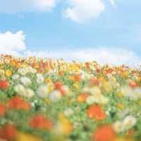 🌻🐄 *Hana Hiroba Farm (花ひろばファーム): A Flower-Filled Escape in Japan’s Countryside* 🌸🚜