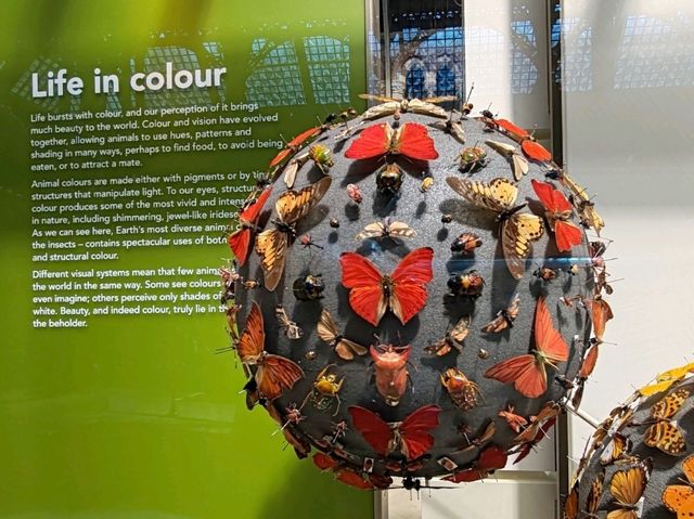 The Grace of Flight: The Insect World at Oxford's Natural History Museum