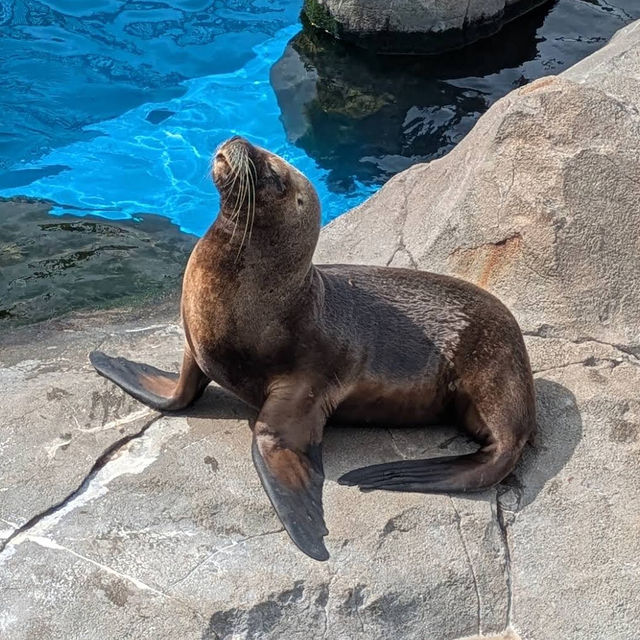 【神奈川/横浜🇯🇵】海と生き物と遊びが融合🐠🫧‪横浜・八景島シーパラダイス