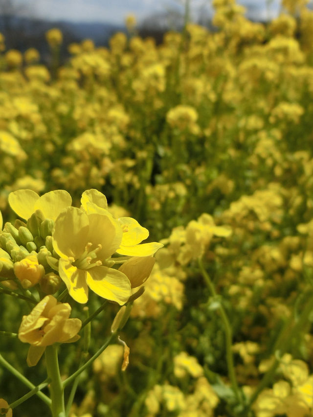 四季折々の花や動物と触れ合える！大人から子供まで楽しめるマザー牧場😍🫶