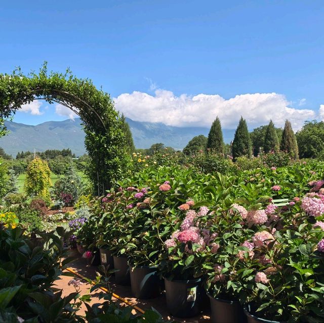 親子遊好去處！靚爆花海🌻聽花谷-麗江百花園