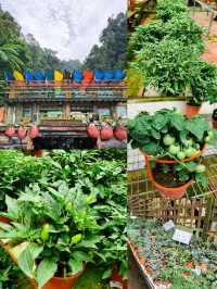Explore Fresh Vegetables @Agro Adventure Here🌾