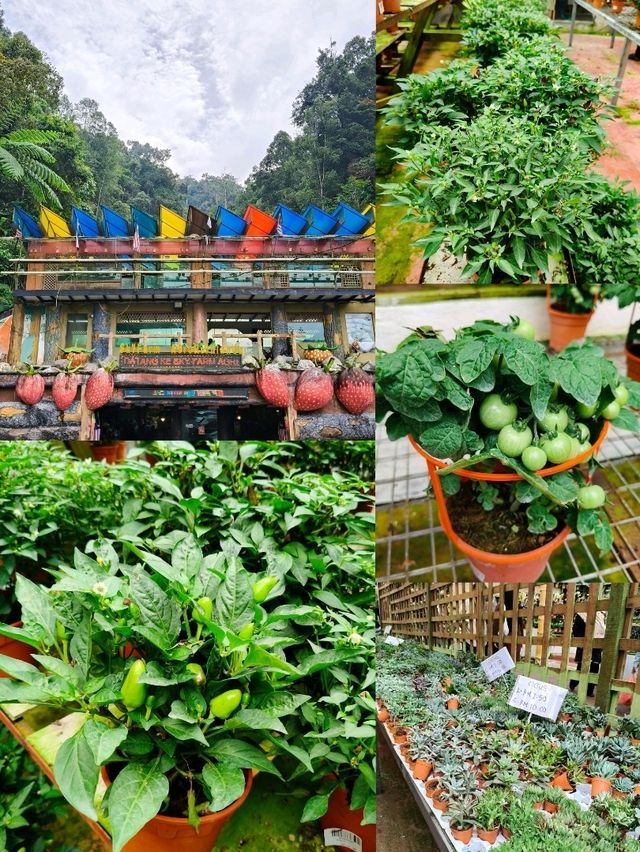 Explore Fresh Vegetables @Agro Adventure Here🌾