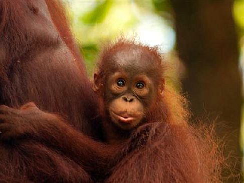 Semenggoh Wildlife Centre - Malaysia 