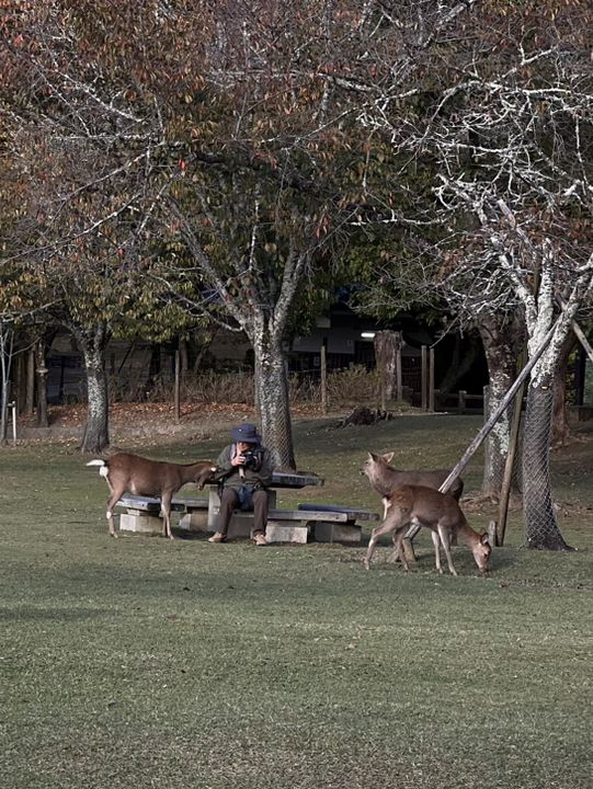 🦌 Day Trip to Nara – Gardens, Deer & Matcha 🍦