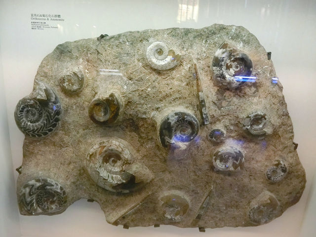 什麼?怎麼會是到銀行看古生物? 什麼?怎麼會是到銀行看古生物?