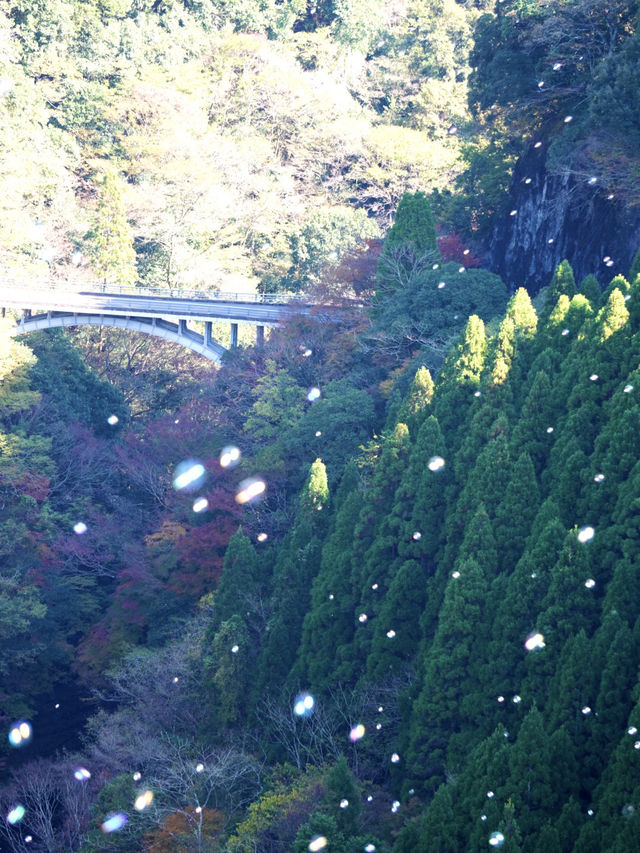 105mの鉄橋から見える壮大な景色 廃線を利用したトロッコ列車