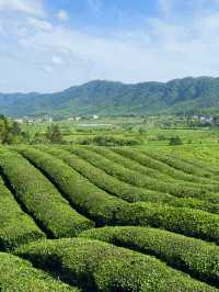 茶田美景一日遊全攻略🌱