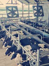 馬來西亞🇲🇾神山國家公園