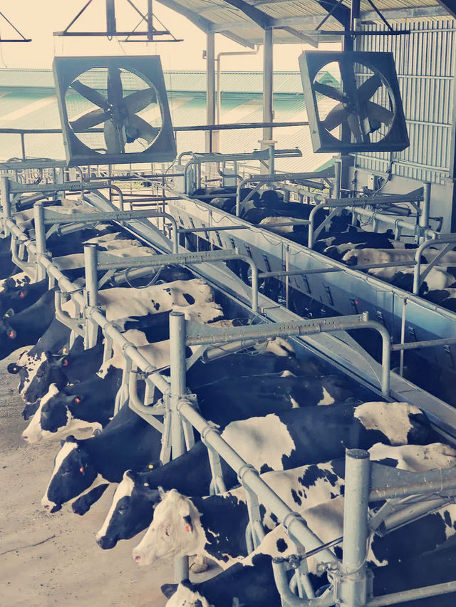 馬來西亞🇲🇾神山國家公園 馬來西亞🇲🇾神山國家公園