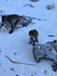皮皮島、瑪雅灣、猴子島、Khai島:普吉海上四大夢幻景點一次玩到飽