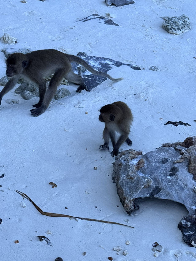 皮皮島、瑪雅灣、猴子島、Khai島:普吉海上四大夢幻景點一次玩到飽 皮皮島、瑪雅灣、猴子島、Khai島:普吉海上四大夢幻景點一次玩到飽
