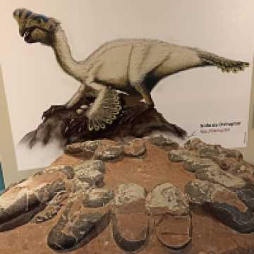 Natural Science Museum of Valencia – Exploring the Wonders of Life and Earth