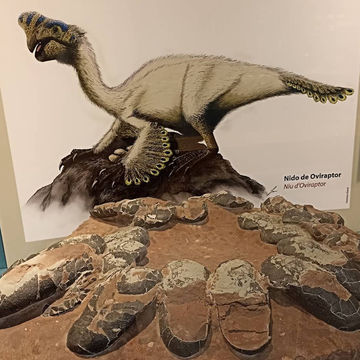 Natural Science Museum of Valencia – Exploring the Wonders of Life and Earth