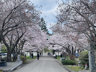 小樽的寧靜賞櫻勝地:天上寺。