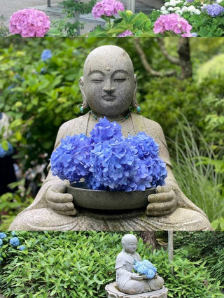 鎌倉繡球花寺的雨天隱密氛圍🌧️✨
