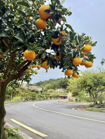 済州で出会った思いがけないみかんの道：新孝洞の夏みかんの木