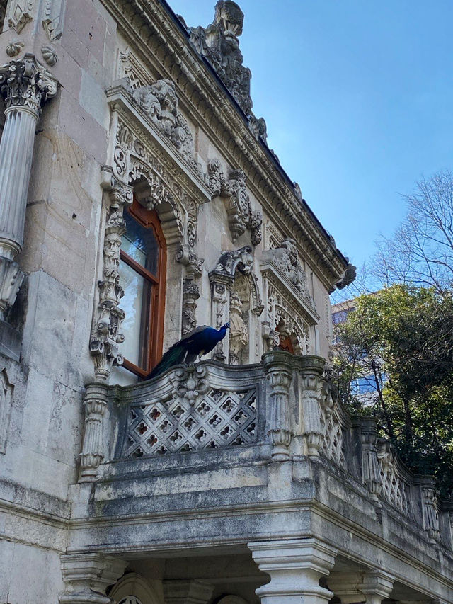 🦚 POV: My 3 AM Dream. Peacocks Living In A 19th-Century Palace