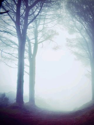 Estellencs and the Cliff Moss Coastal Walk: The 2.5 km Pine Balconyeasytravelpost #Estellencs #Coas