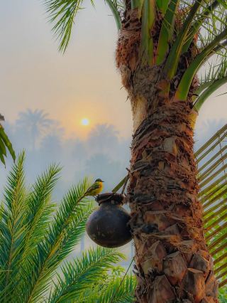 🇧🇩Chasing Sunrise & Sippin’ Date Palm Juice: The Ultimate Winter Flex in Bangladesh 🥶🌴