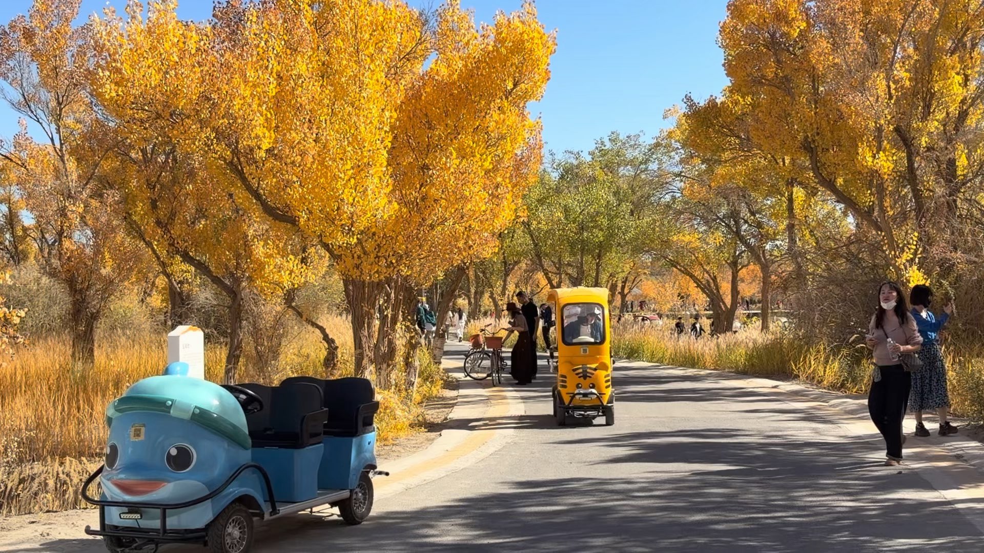 Xinjiang Zepu Jin Hu Yang 🌳✨ — this Xinjiang gem feels straight out of a fairy tale, especially in October! The poplar forest lights up with fiery yellow leaves, making every photo look unreal.

Must-See: Xin Jiang Jin Hu Yang National Forest Park (泽普金湖杨国家森林公园)
Location: 40km southwest of Zepu Town, Zepu 
County, Kashgar Prefecture
Hours: 10:00–20:00 (open all year)

Video taken : 2026, October 22

#XinjiangAutumn  #PoplarForest  #TravelChina  #ZepuAdventure 