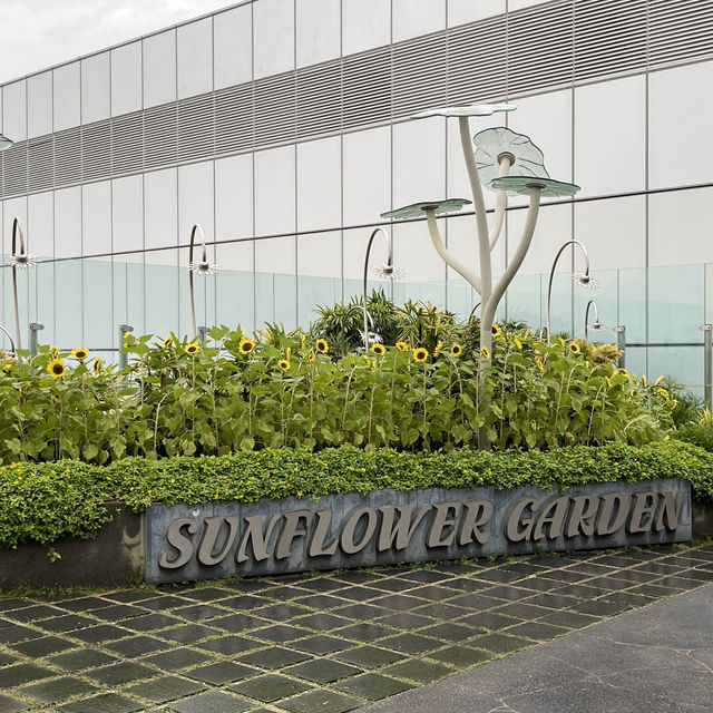 Sunflower Garden @ Changi Airport T2 transit