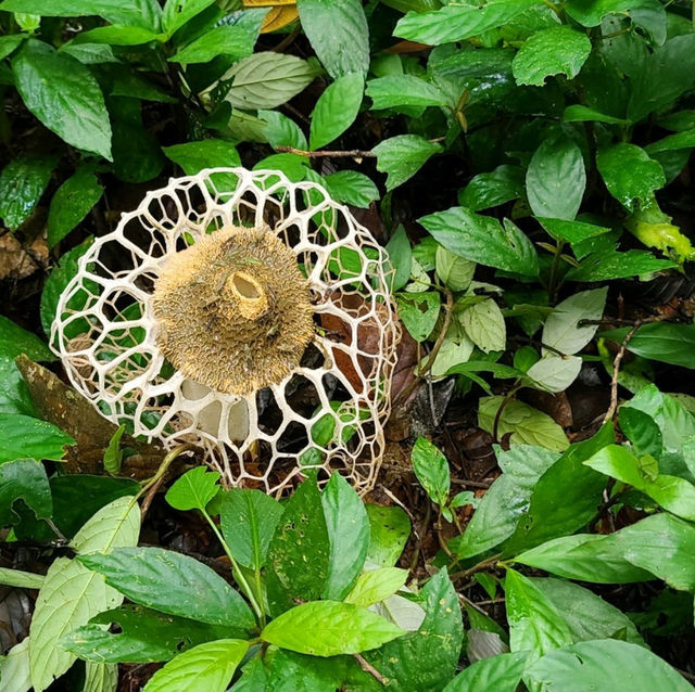 보르네오섬 말레이시아 Tawau Hill Park, 약 90미터 나무를 만나다.