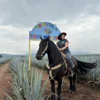 墨西哥-Tequila小鎮龍舌蘭酒廠之旅