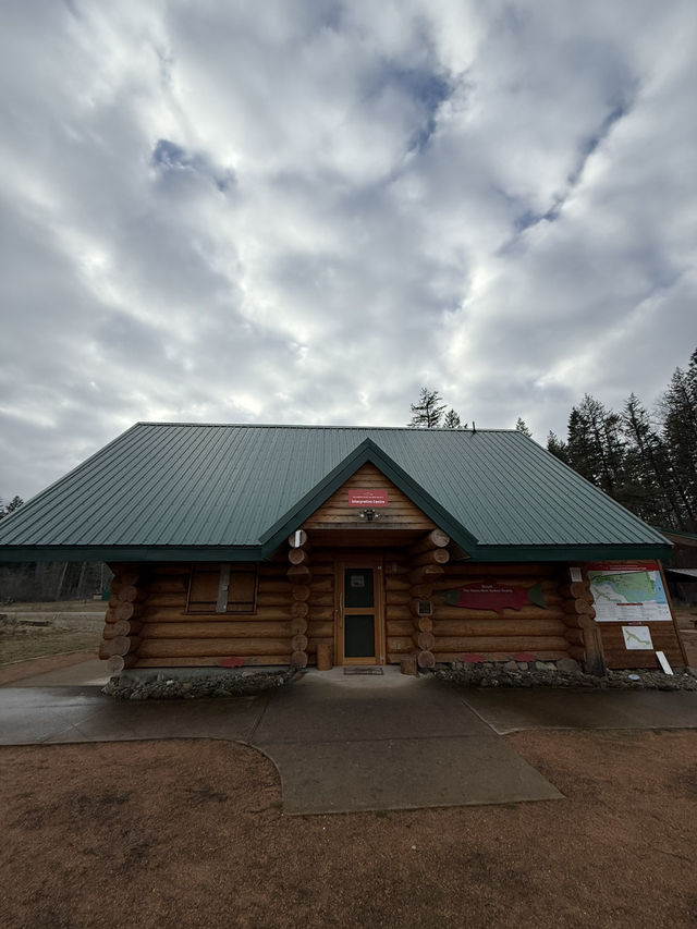 ชมวิถีชีวิตปลาแซลมอนว่านทวนน้ำ 