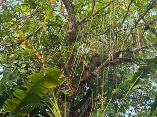 ค้นพบสวรรค์: หลีกหนีความวุ่นวายสู่ความสงบที่สวนพฤกษศาสตร์ Queen Elizabeth II Botanic Park, แกรนด์เคย์แมน 。