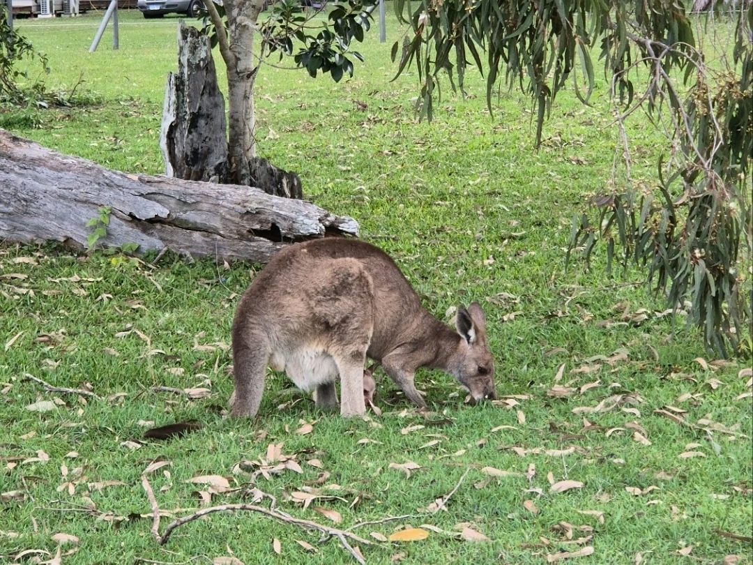 🦘 First Time Mistake I Made in Australia: kangaroo version 🇦🇺😅