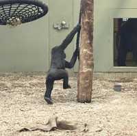 아일랜드 더블린 동물원, Dublin Zoo