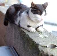 台北 - 闖入喵喵的世界🐱